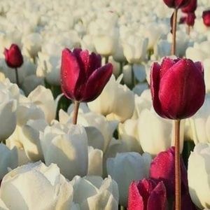 Meet your Posher, Nikki